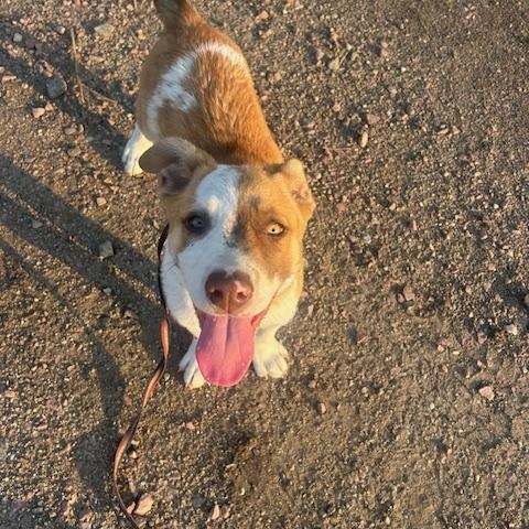 Aspen, a Adoptable Mixed Breed in Sioux Falls, SD image 4/6