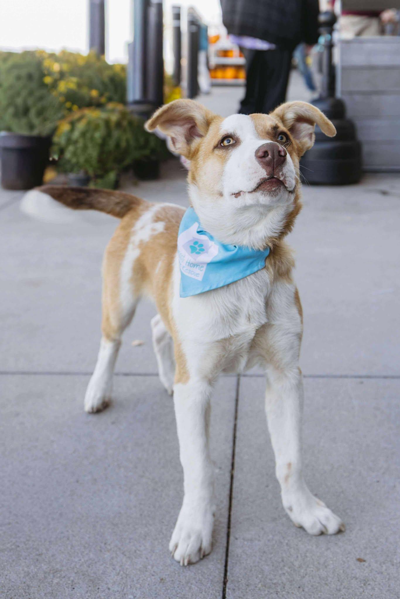 Aspen, a Adoptable Mixed Breed in Sioux Falls, SD image 2/6