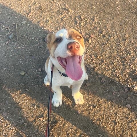 Aspen, a Adoptable Mixed Breed in Sioux Falls, SD image 5/6