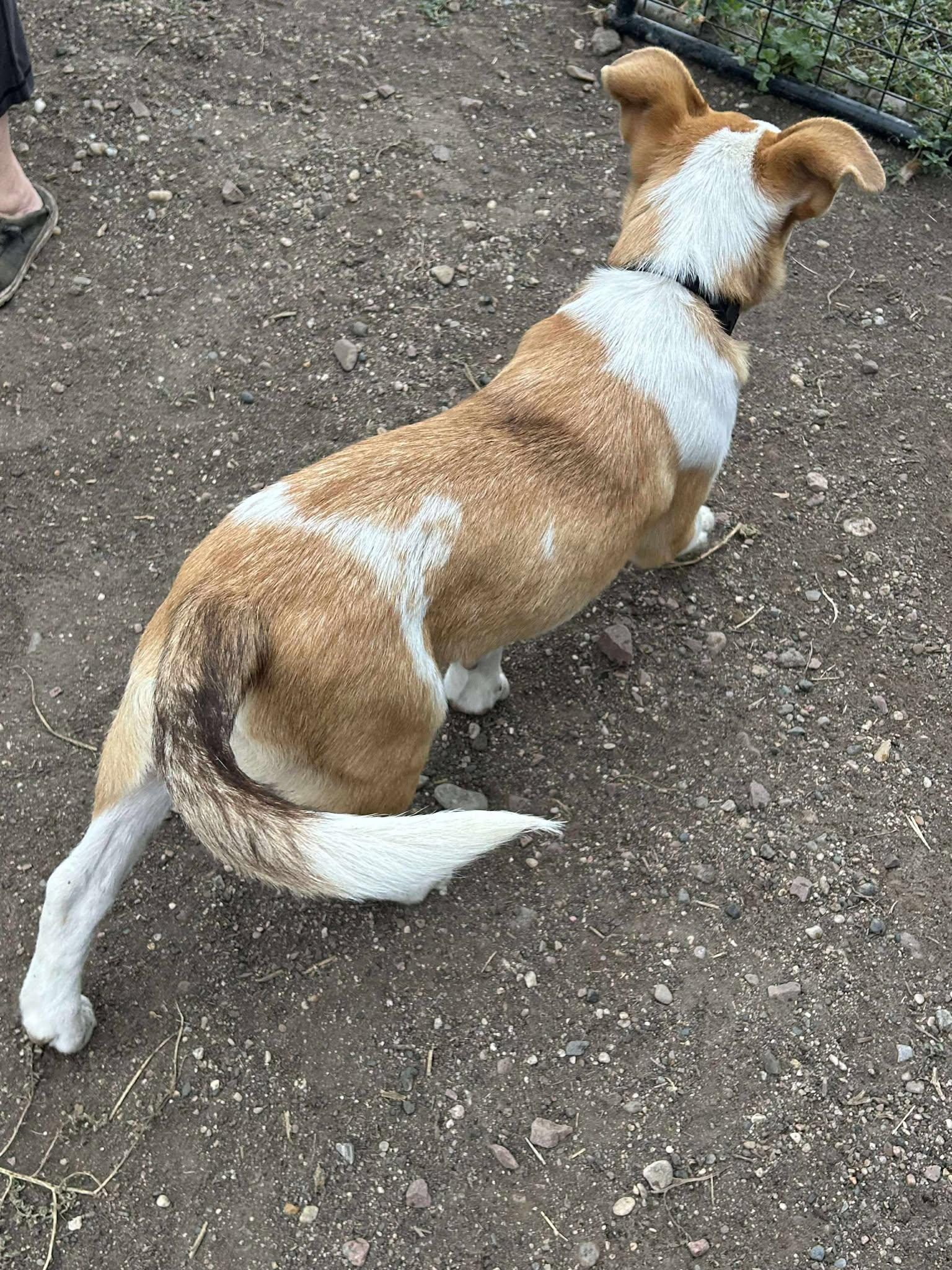 Aspen, a Adoptable Mixed Breed in Sioux Falls, SD image 6/6