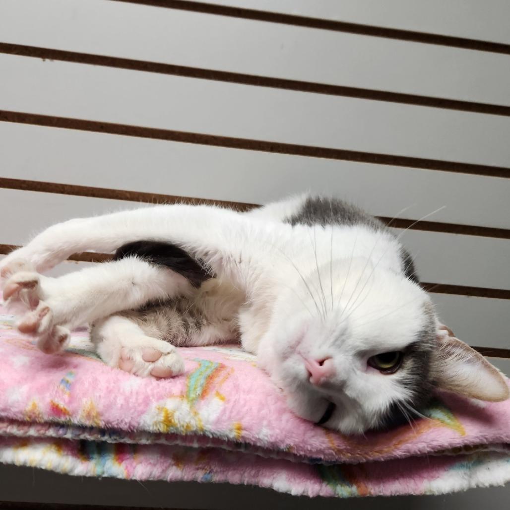 Enlarge Fifi, a Adoptable Domestic Short Hair in Brookfield, WI image 1/6