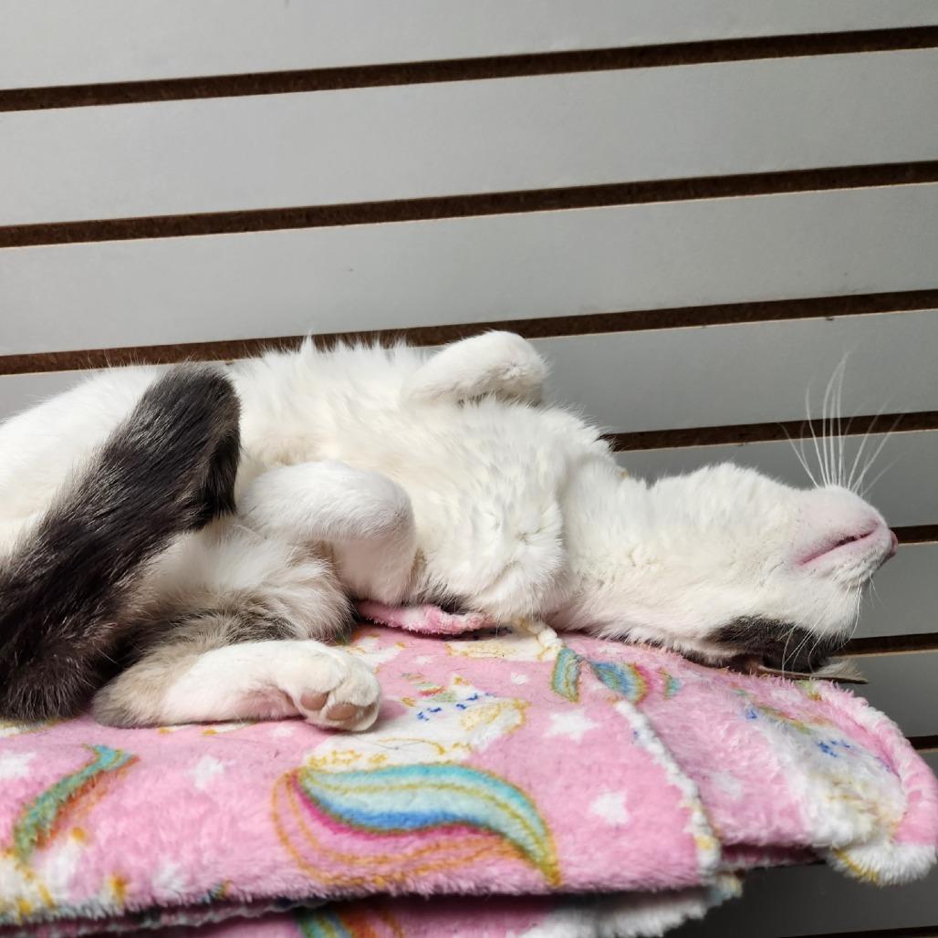 Enlarge Fifi, a Adoptable Domestic Short Hair in Brookfield, WI image 2/6