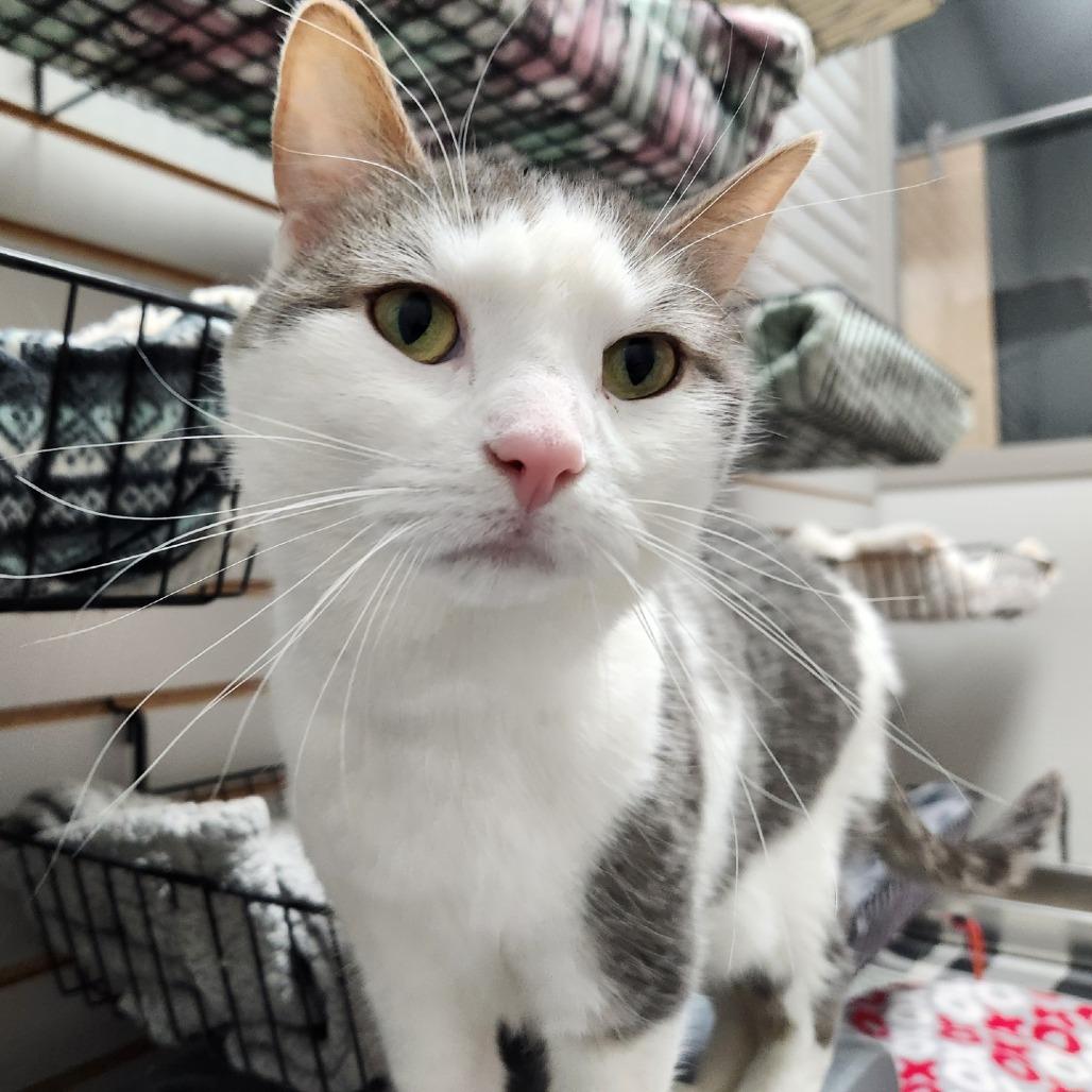 Enlarge Fifi, a Adoptable Domestic Short Hair in Brookfield, WI image 3/6