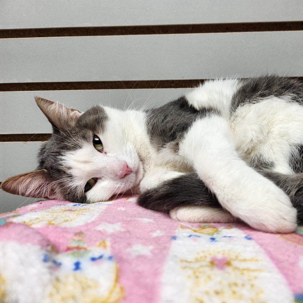 Enlarge Fifi, a Adoptable Domestic Short Hair in Brookfield, WI image 4/6