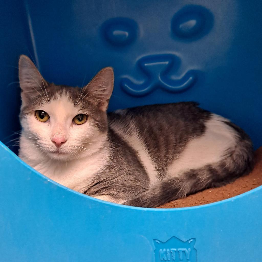 Enlarge Fifi, a Adoptable Domestic Short Hair in Brookfield, WI image 5/6