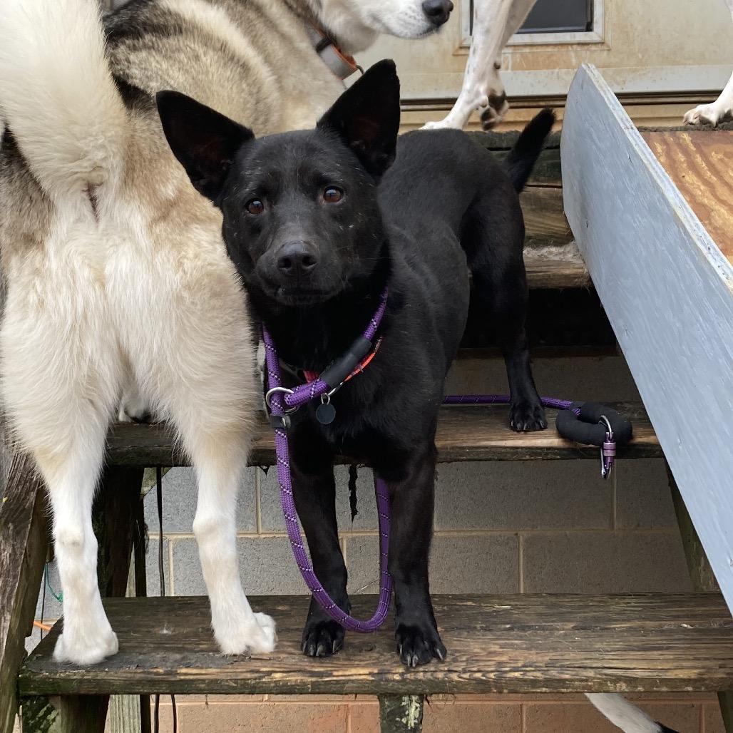 Enlarge Flipper, a Adoptable Mixed Breed in Fredericksburg, VA image 1/6