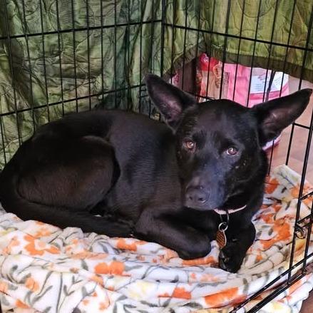 Enlarge Flipper, a Adoptable Mixed Breed in Fredericksburg, VA image 2/6