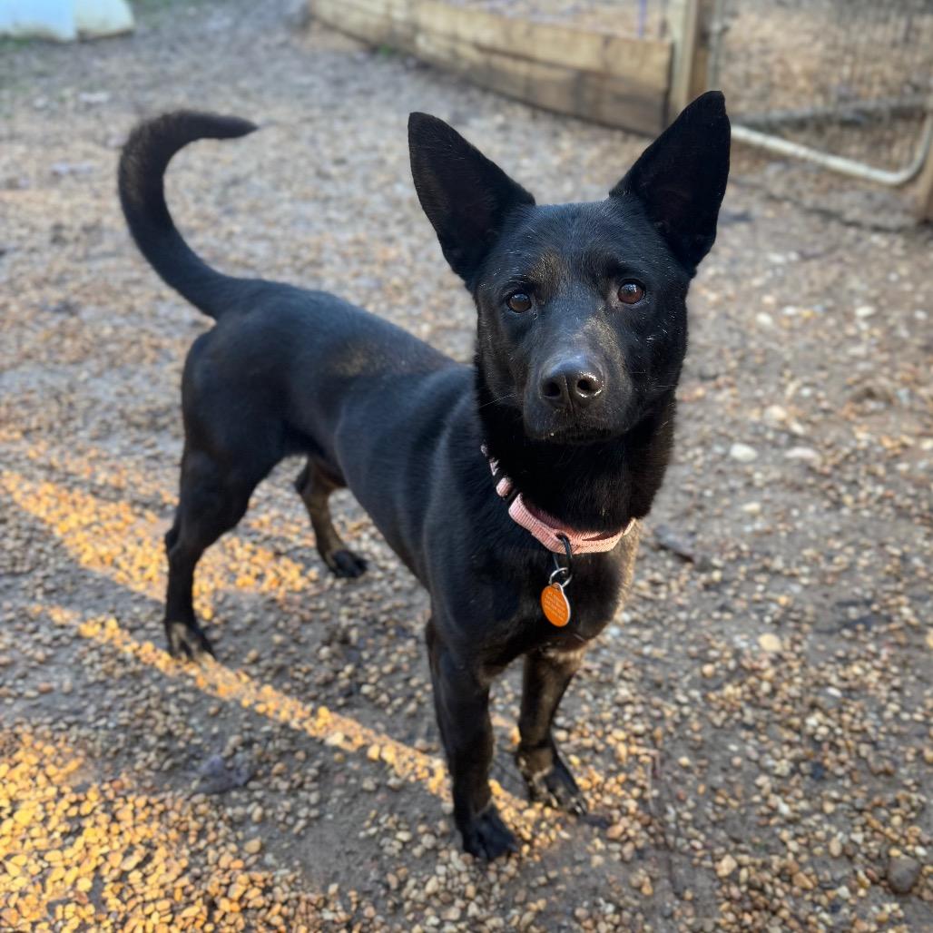 Enlarge Flipper, a Adoptable Mixed Breed in Fredericksburg, VA image 3/6