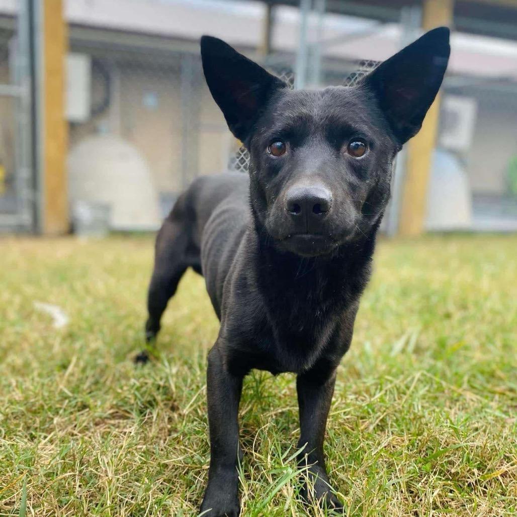 Enlarge Flipper, a Adoptable Mixed Breed in Fredericksburg, VA image 4/6
