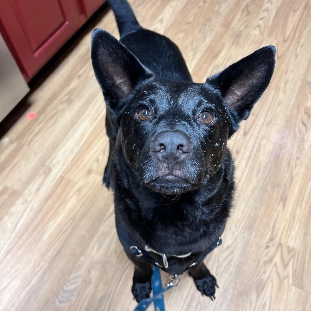 Enlarge Flipper, a Adoptable Mixed Breed in Fredericksburg, VA image 6/6