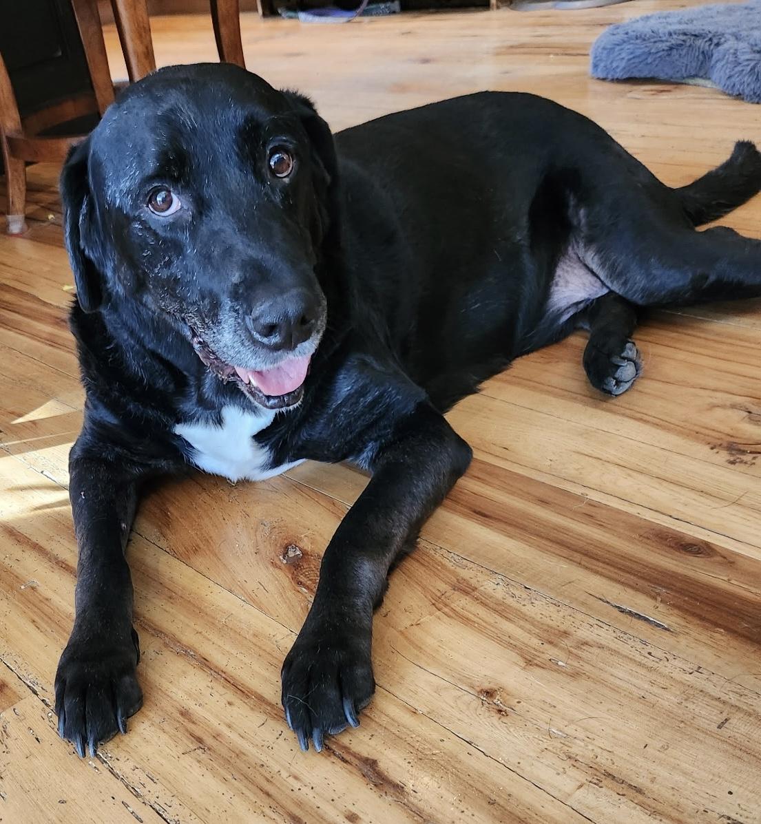 Ozzy, Adoptable, Senior Male Labrador Retriever.