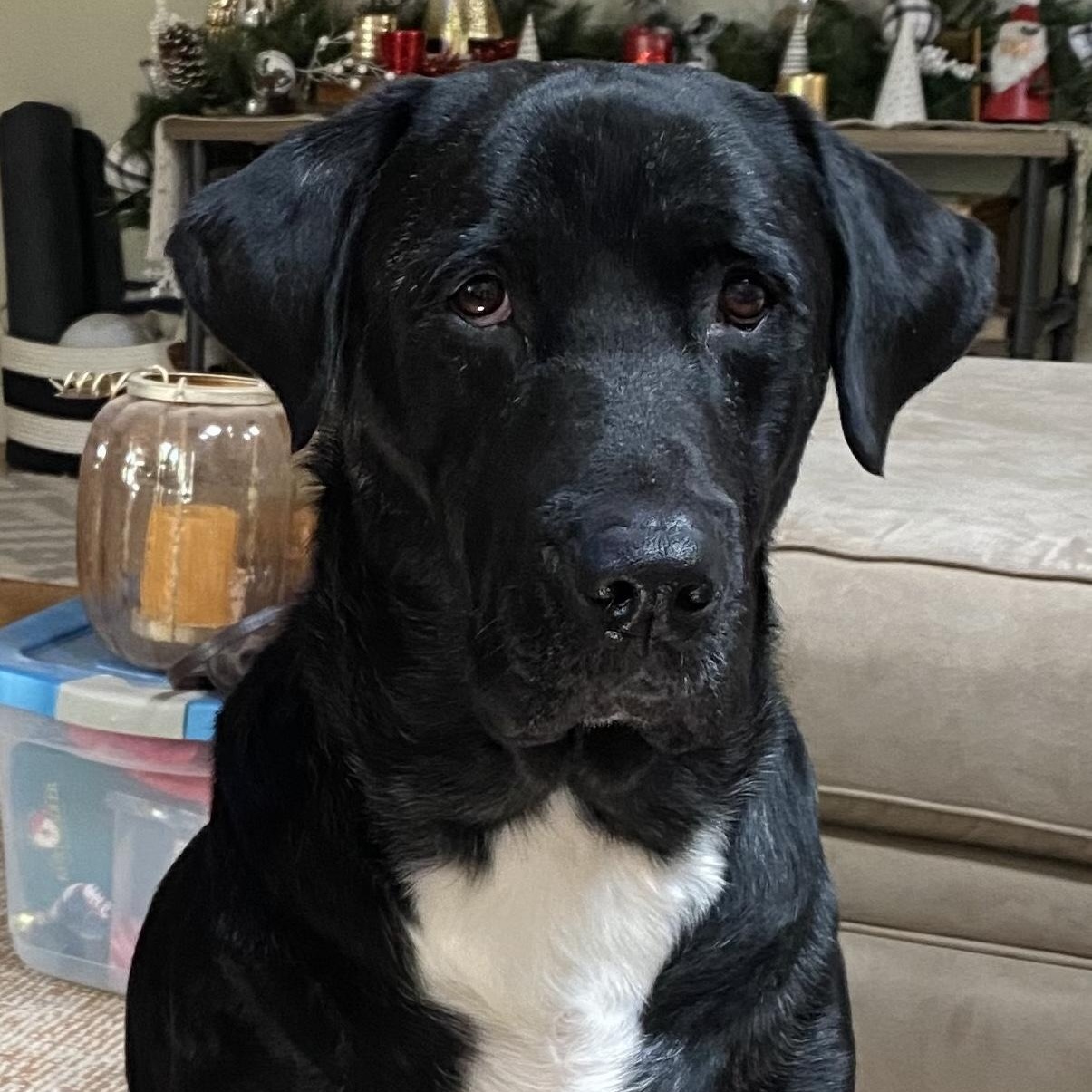 Ozzy, a Adoptable Labrador Retriever in San Francisco, CA image 2/6
