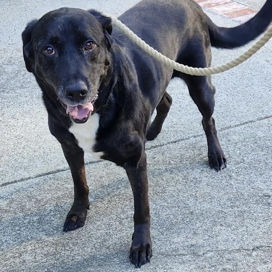 Ozzy, a Adoptable Labrador Retriever in San Francisco, CA image 3/6