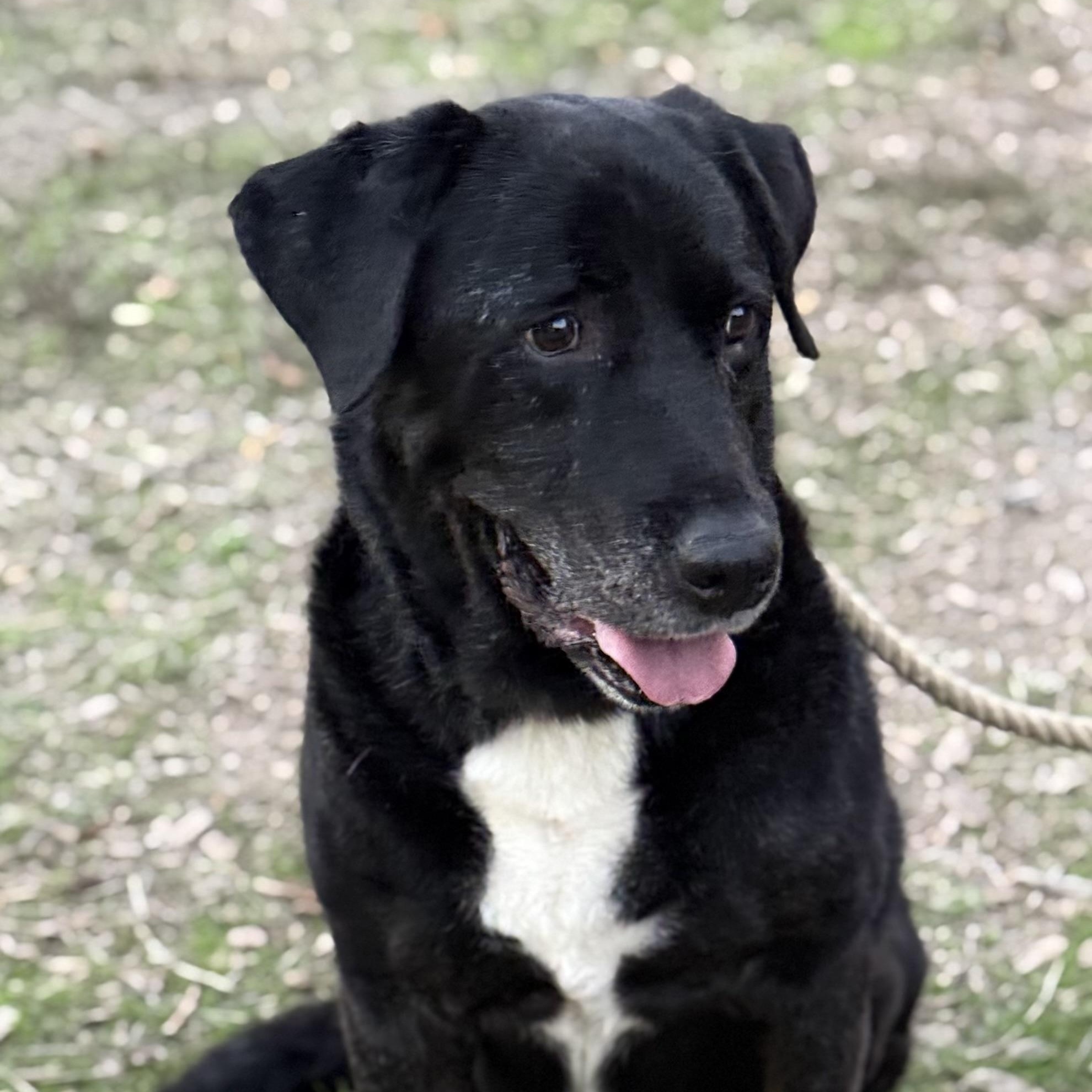Ozzy, Adoptable, Senior Male Labrador Retriever.