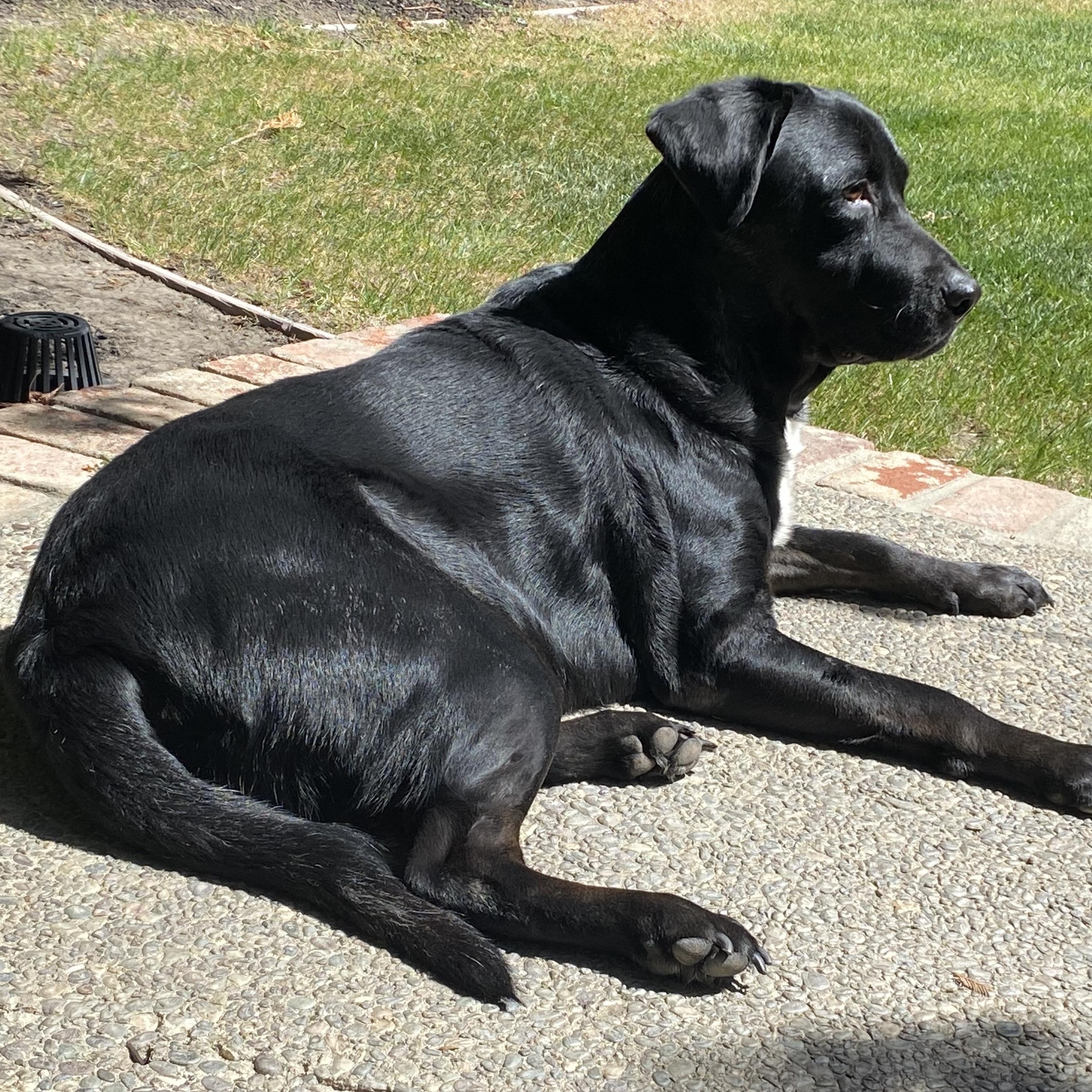 Ozzy, a Adoptable Labrador Retriever in San Francisco, CA image 5/6