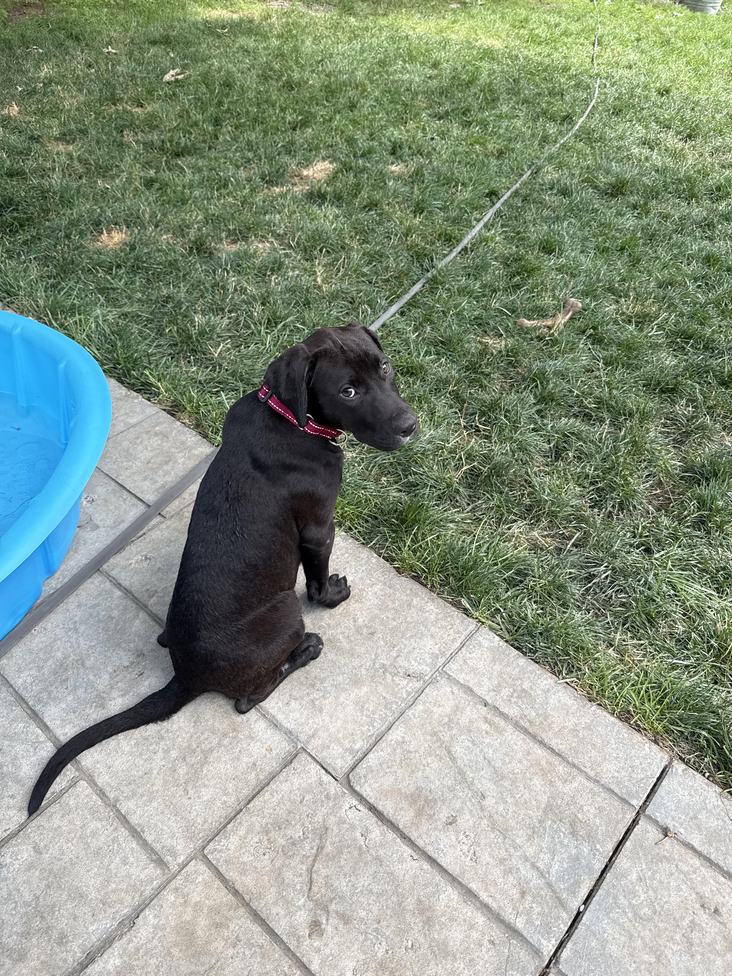 Pumpkin, a ADOPTABLE mixed breed in Pleasant Valley, NY image 2/2