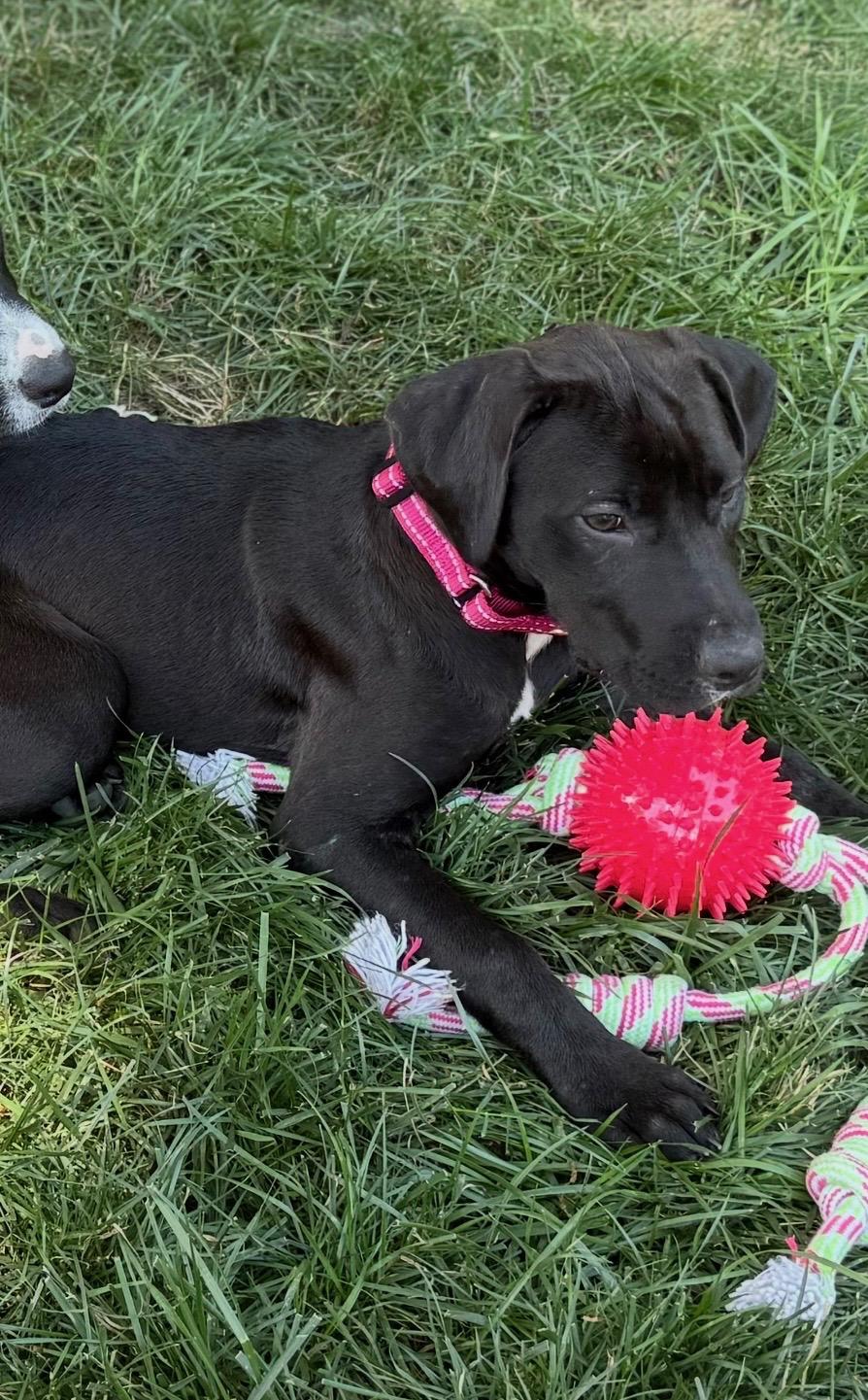 Pumpkin, ADOPTABLE, Puppy Female Black Labrador Retriever.