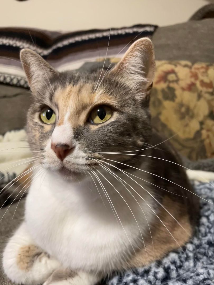 Enlarge Kaylee, a Adopted Domestic Short Hair in Bainbridge Island, WA image 2/2