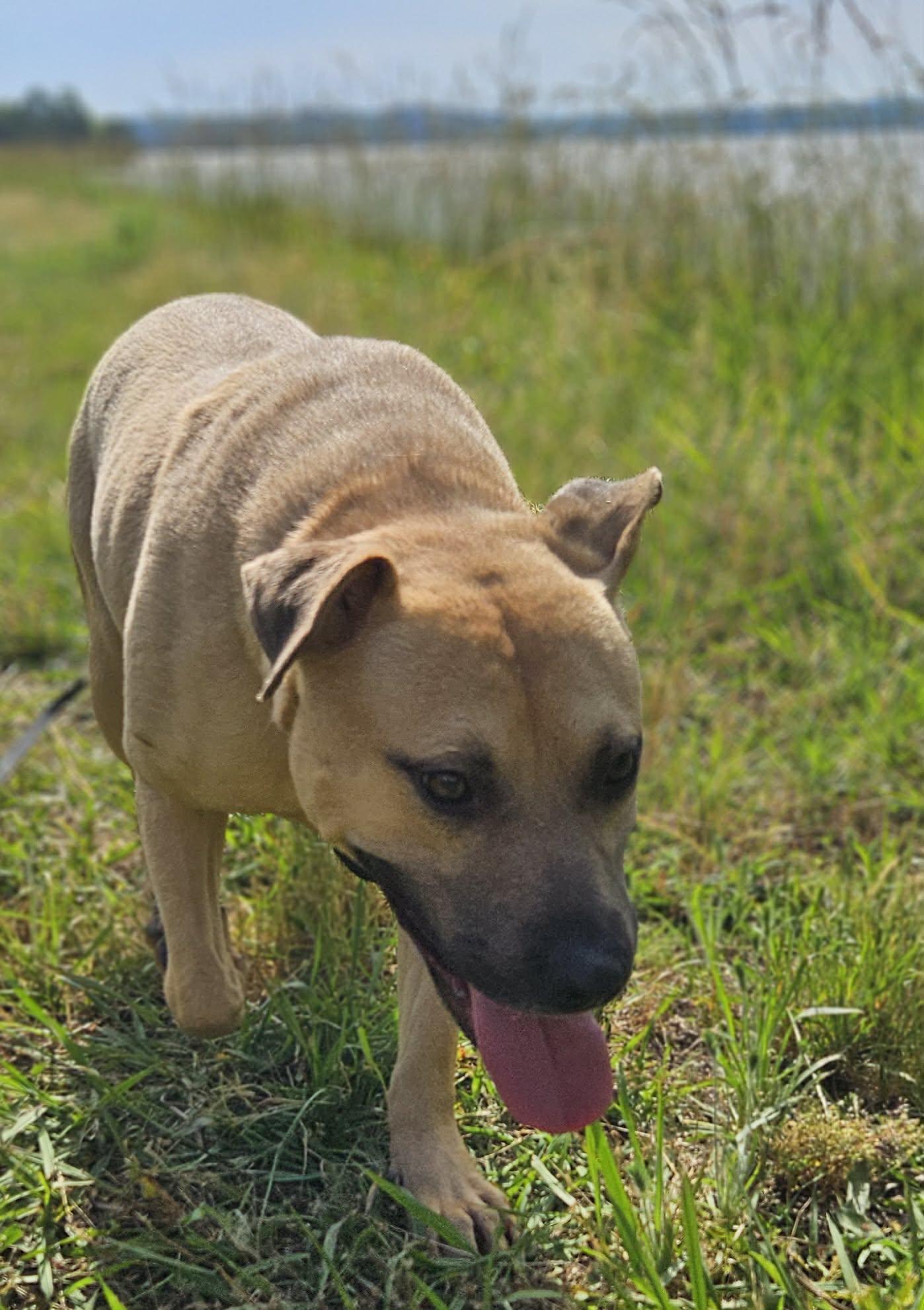 Elliott, a ADOPTABLE Mixed Breed in Northwood, NH image 5/5