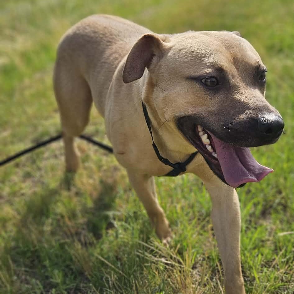 Elliott, a ADOPTABLE Mixed Breed in Northwood, NH image 1/5