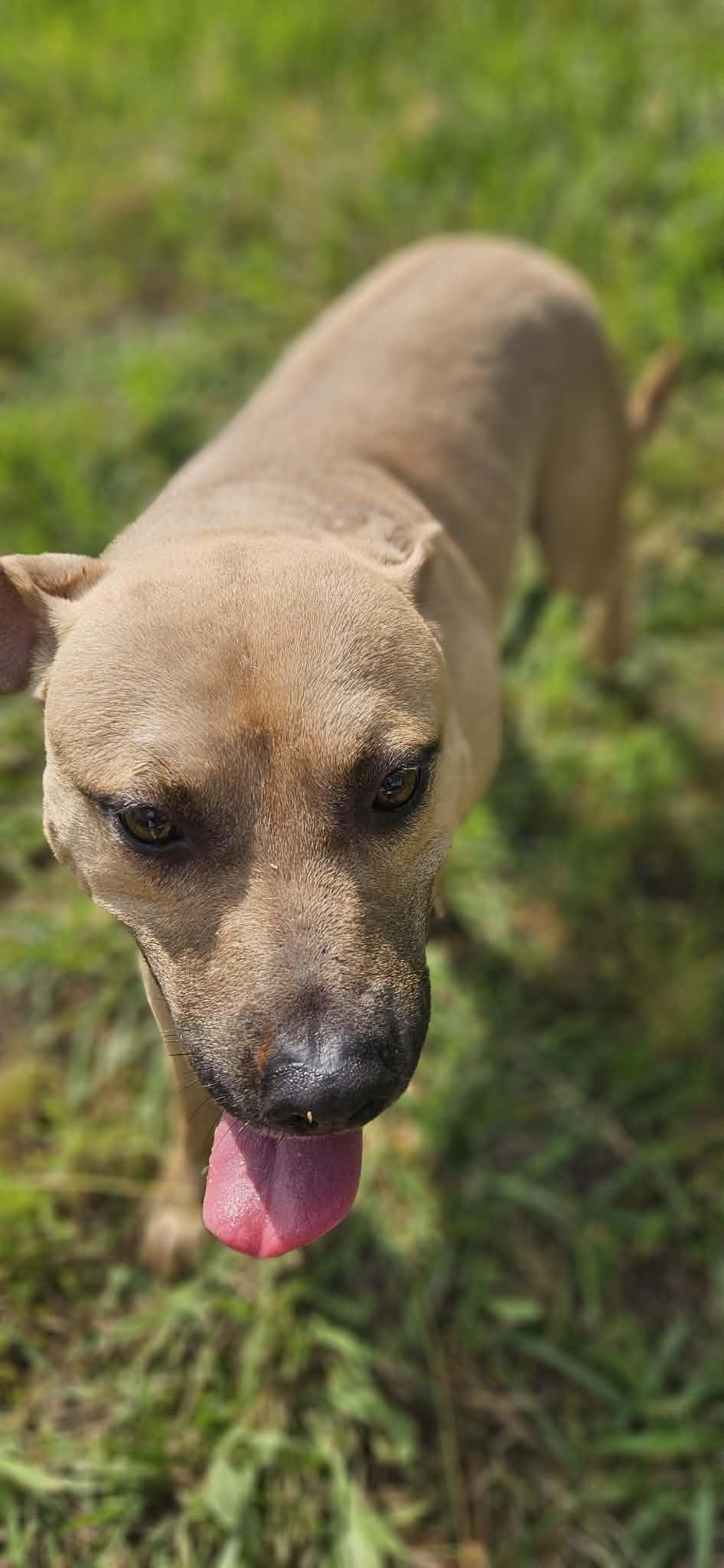 Elliott, a ADOPTABLE Mixed Breed in Northwood, NH image 4/5