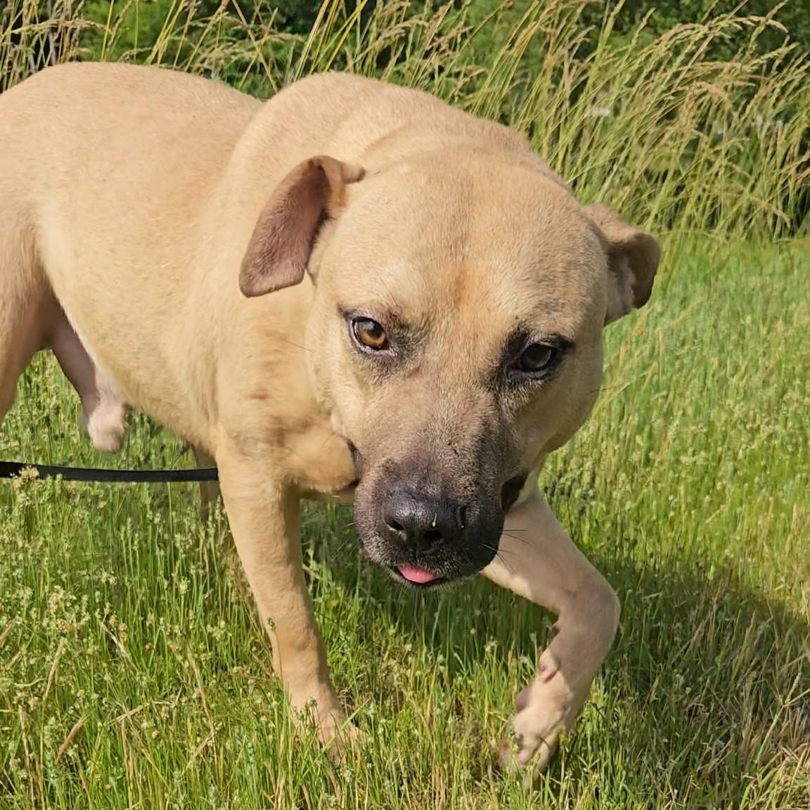 Elliott, a ADOPTABLE Mixed Breed in Northwood, NH image 2/5