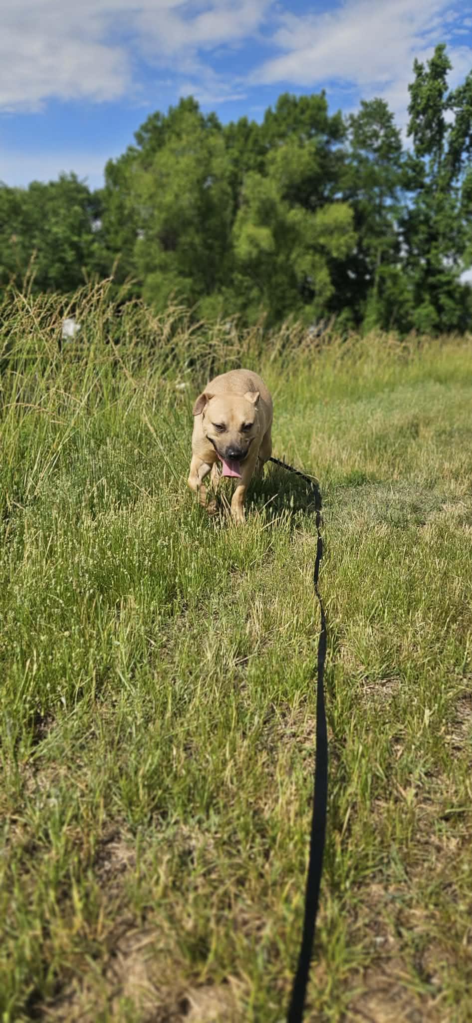 Elliott, a ADOPTABLE Mixed Breed in Northwood, NH image 3/5