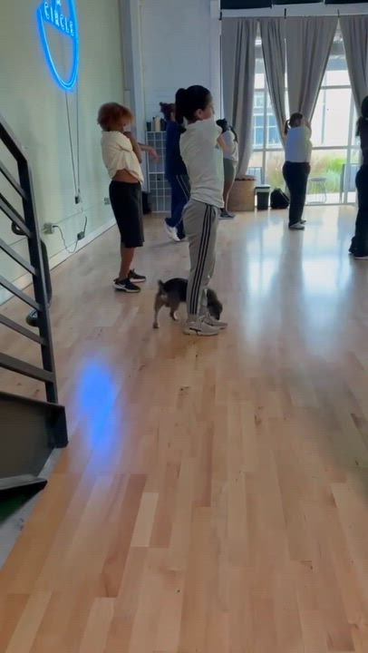 Enlarge Jax, an adopted mixed breed in Schertz, TX video 2/2