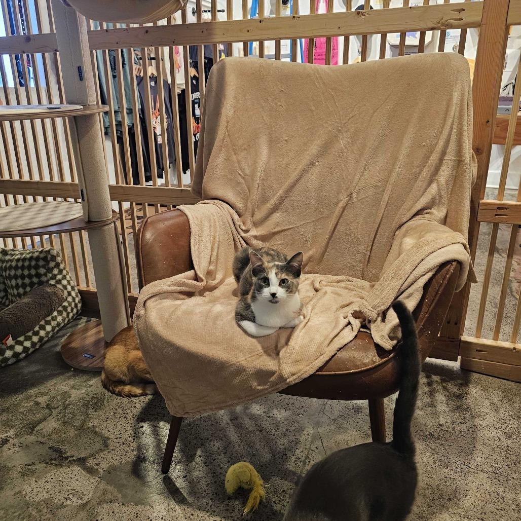 Marilyn Monroe, Adoptable, Young Female Domestic Short Hair.