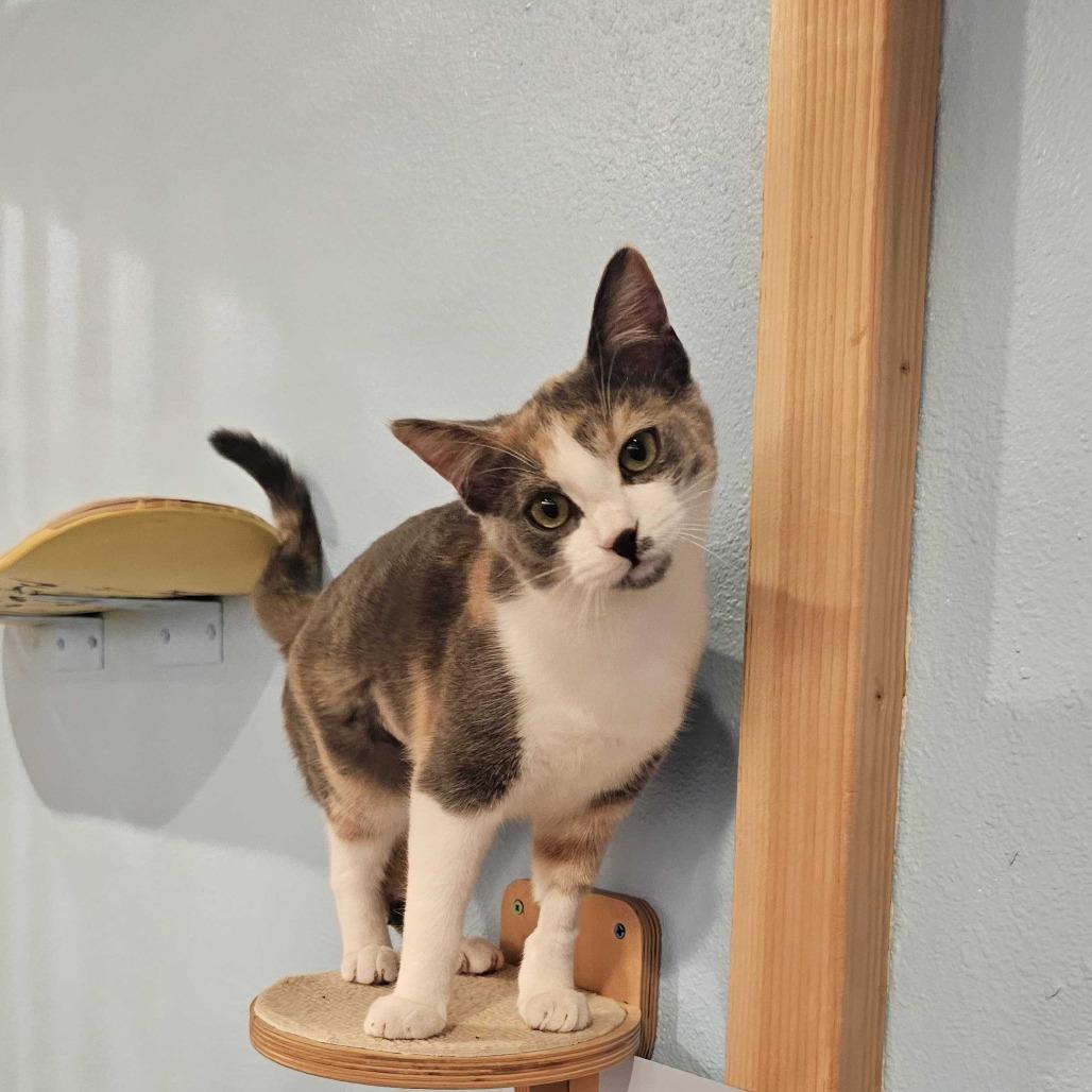 Enlarge Marilyn Monroe, a Adoptable Domestic Short Hair in Costa Mesa, CA image 2/6