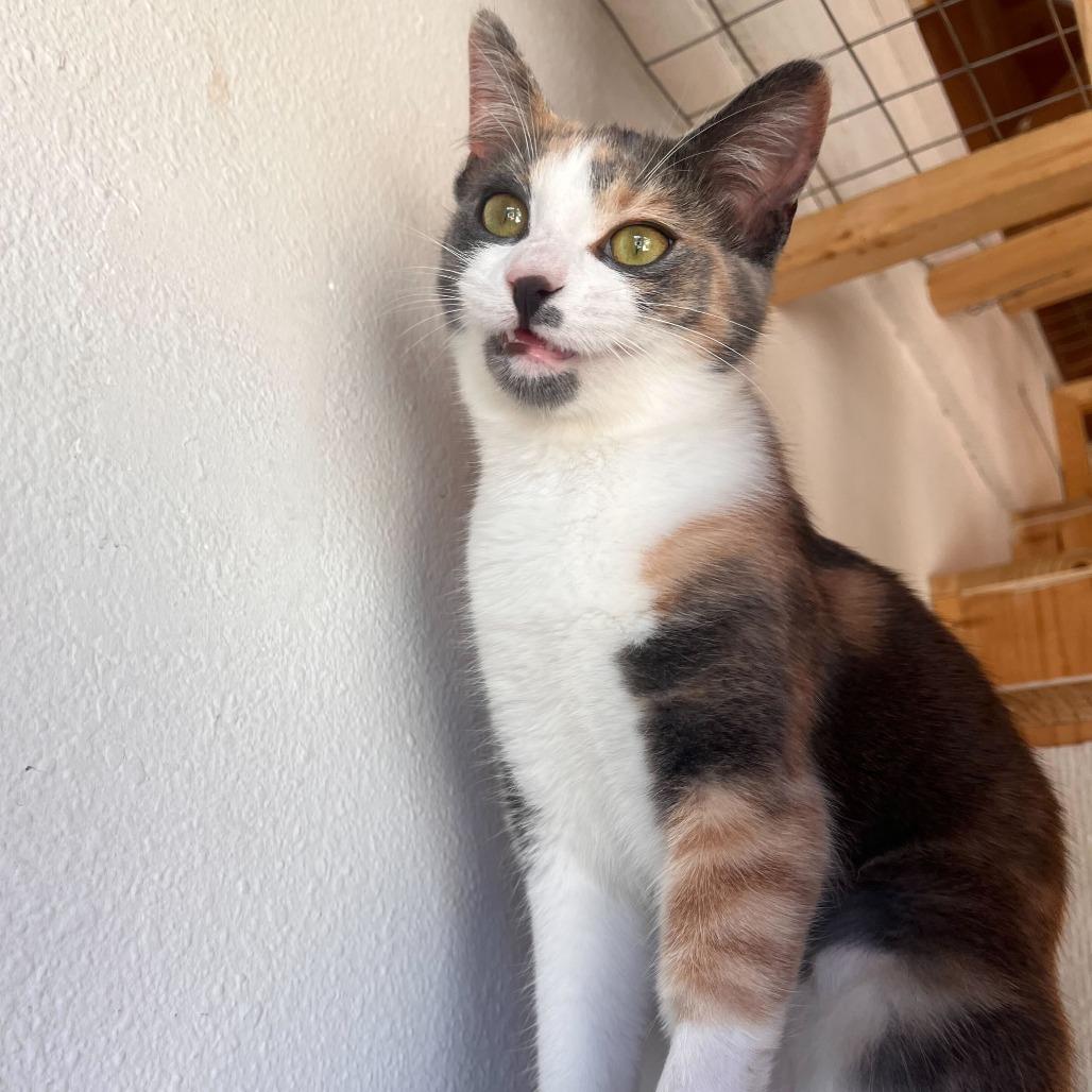 Enlarge Marilyn Monroe, a Adoptable Domestic Short Hair in Costa Mesa, CA image 3/6