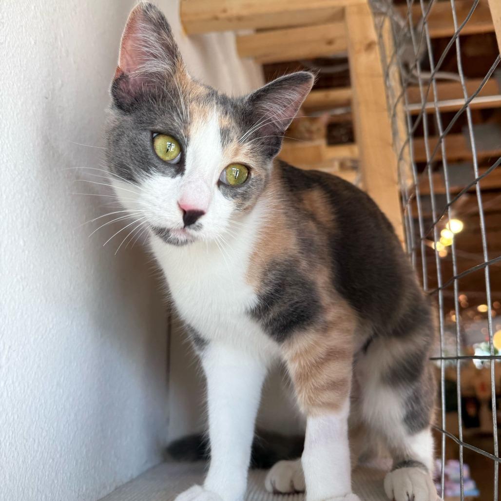 Enlarge Marilyn Monroe, a Adoptable Domestic Short Hair in Costa Mesa, CA image 4/6