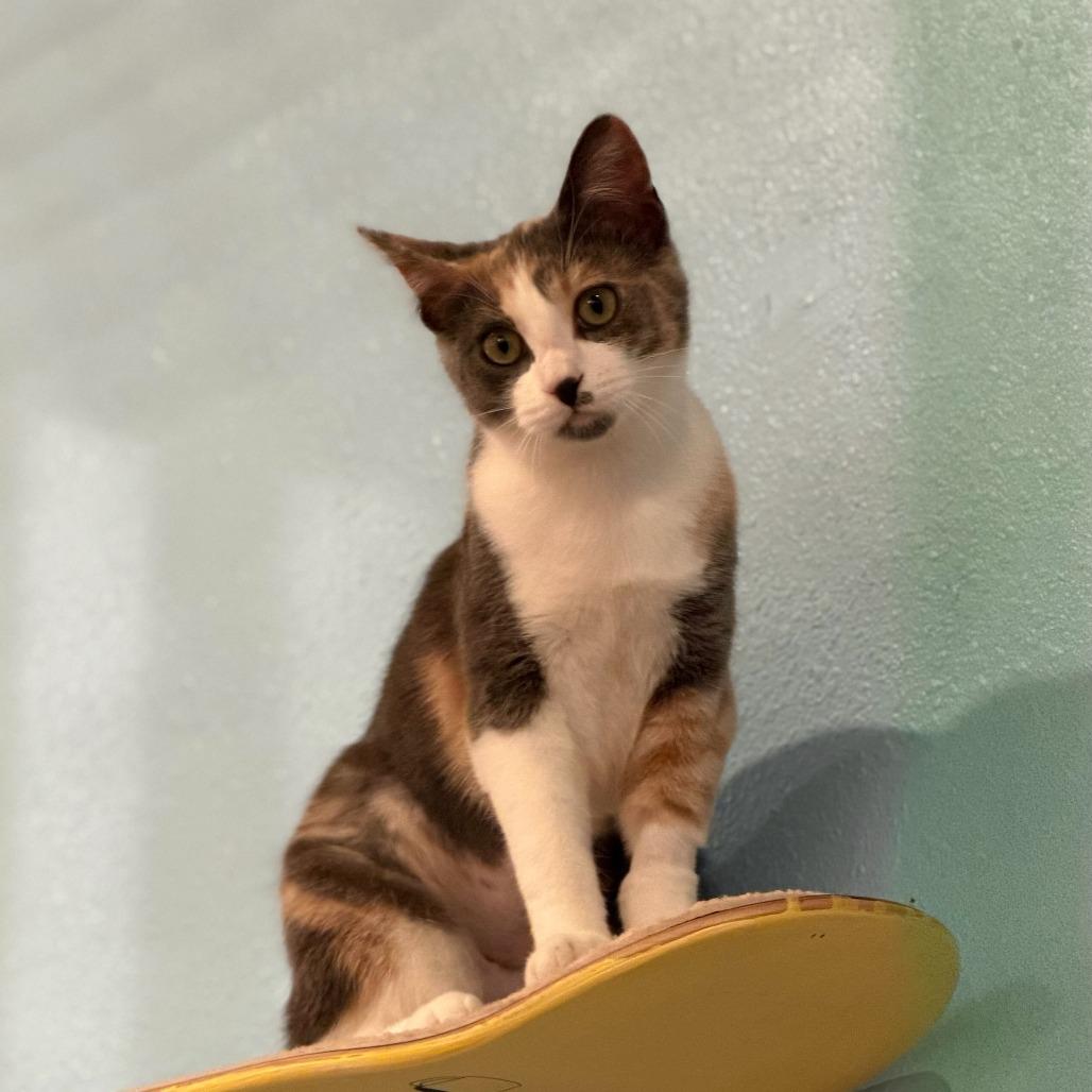 Enlarge Marilyn Monroe, a Adoptable Domestic Short Hair in Costa Mesa, CA image 5/6