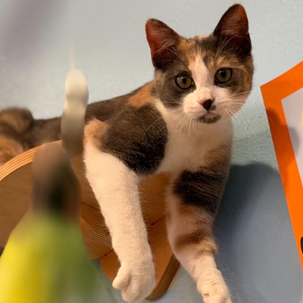 Enlarge Marilyn Monroe, a Adoptable Domestic Short Hair in Costa Mesa, CA image 6/6