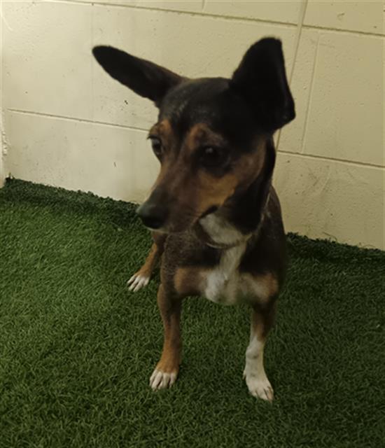 Enlarge A1254508, a Adoptable mixed breed in Winter Haven, FL image 1/1