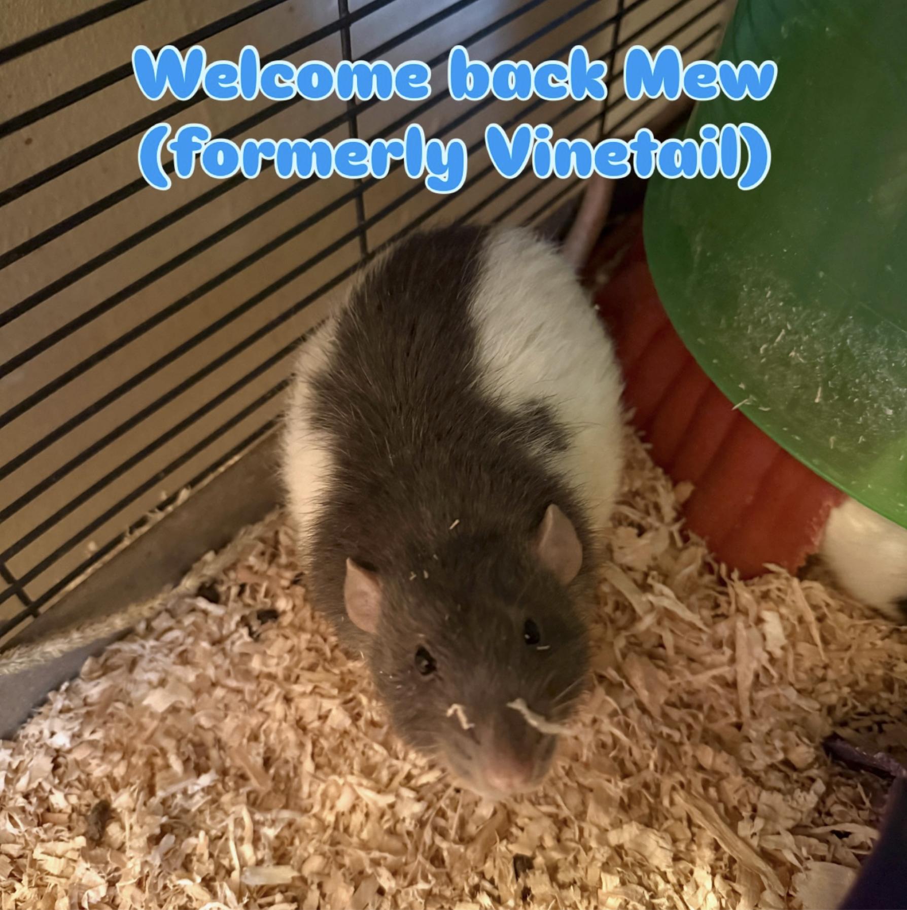 Enlarge Pluto, Ace, Arthur, & Mew!, a ADOPTABLE Rat in Minneapolis, MN image 4/5