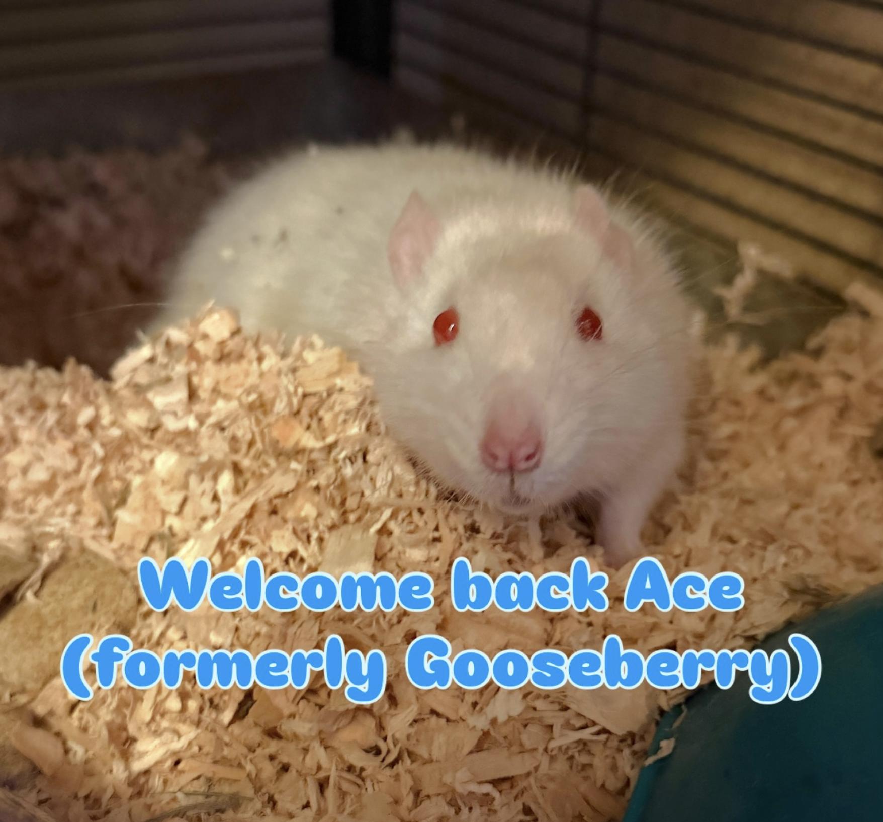 Enlarge Pluto, Ace, Arthur, & Mew!, a ADOPTABLE Rat in Minneapolis, MN image 2/5