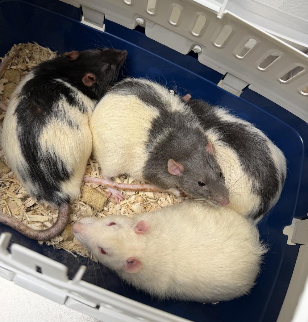 Enlarge Pluto, Ace, Arthur, & Mew!, a ADOPTABLE Rat in Minneapolis, MN image 1/5
