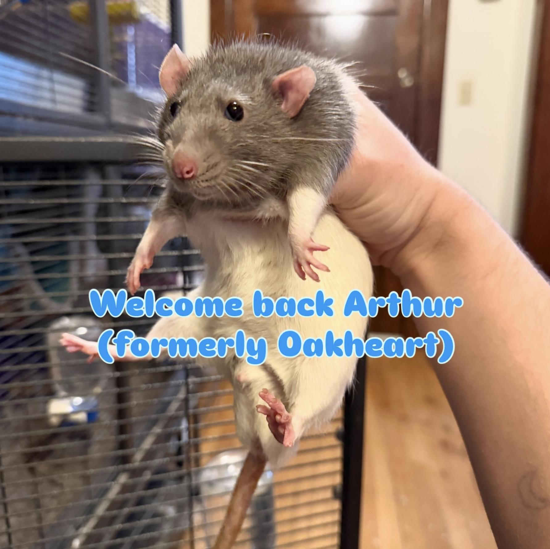 Enlarge Pluto, Ace, Arthur, & Mew!, a ADOPTABLE Rat in Minneapolis, MN image 3/5