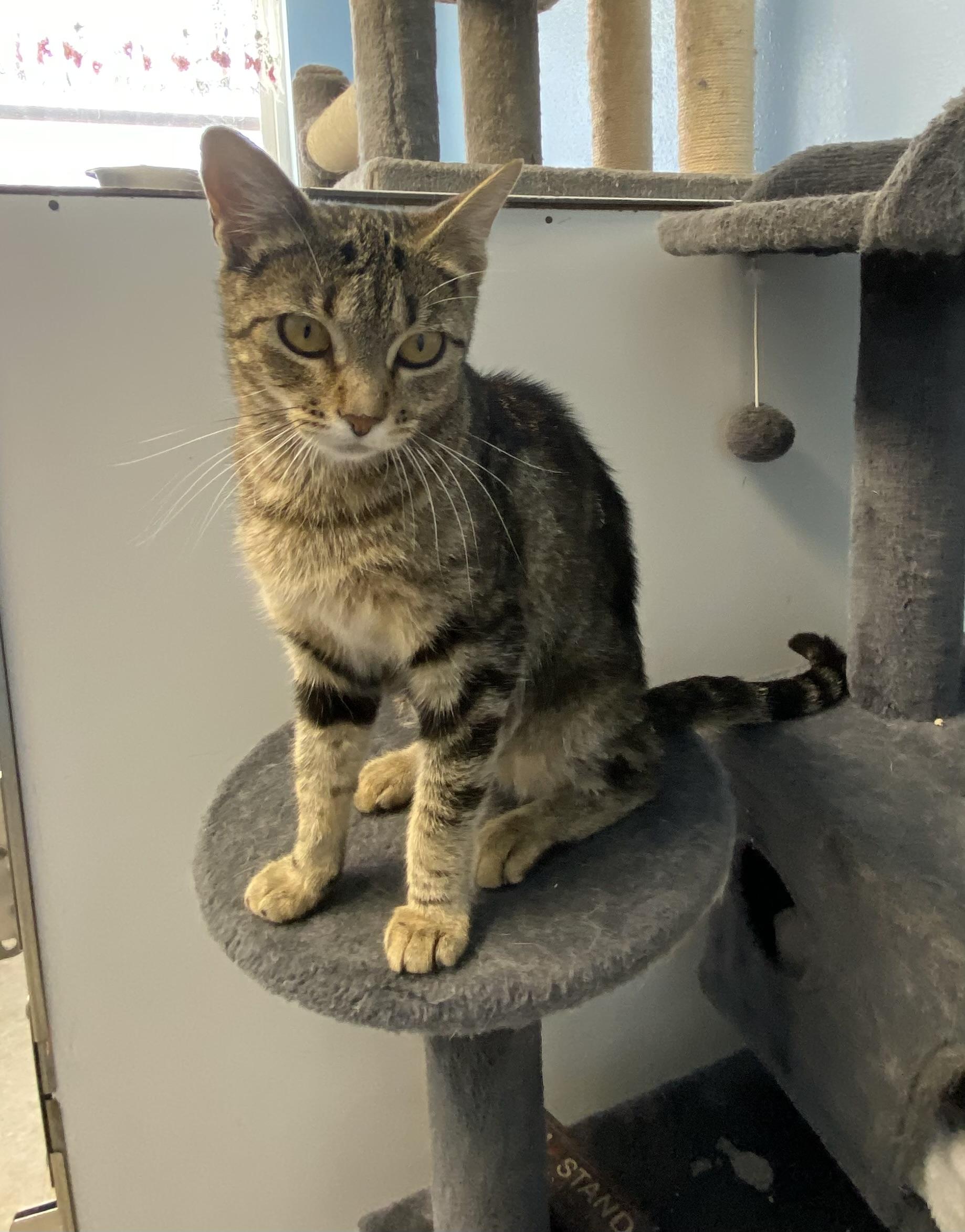 Coral, an adoptable Domestic Short Hair in Choteau, MT, 59422 | Photo Image 3