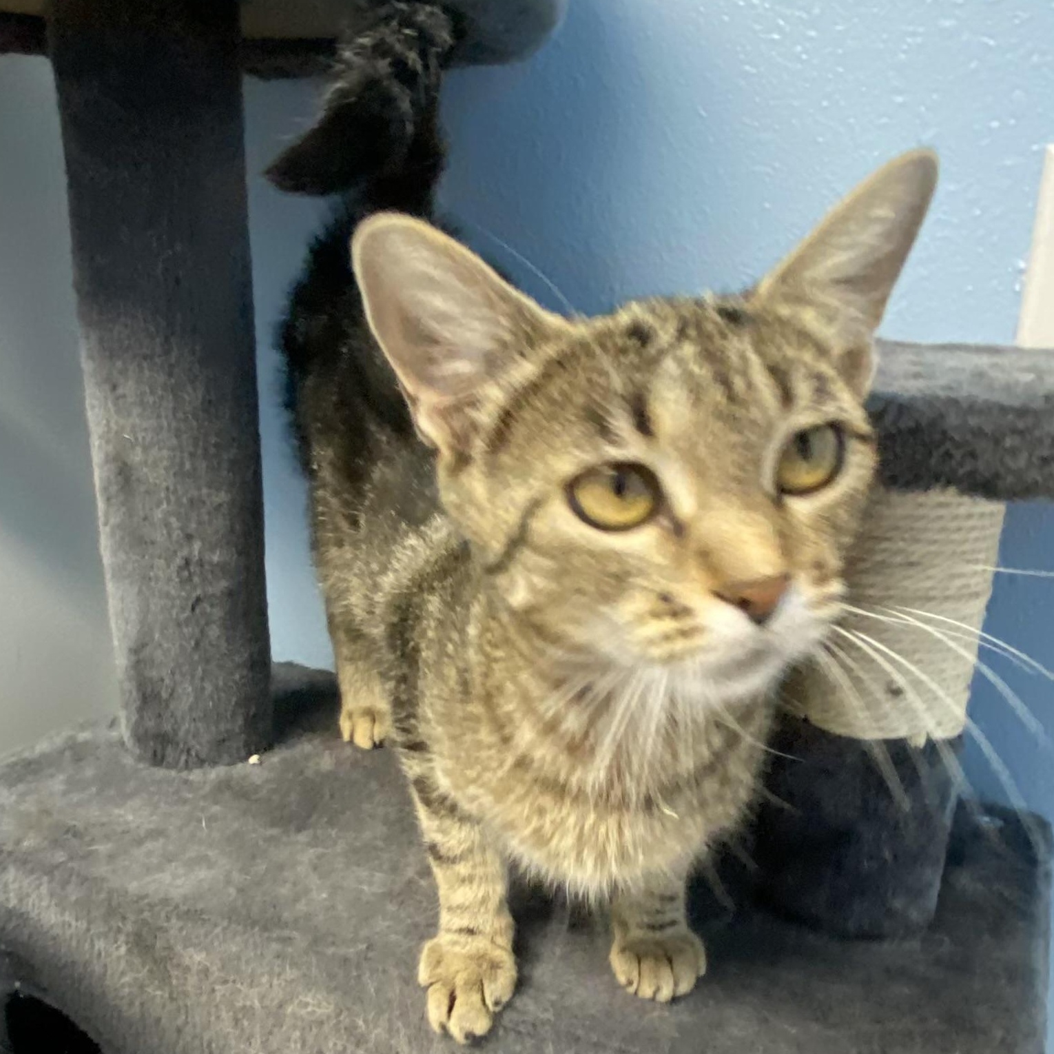 Coral, an adoptable Domestic Short Hair in Choteau, MT, 59422 | Photo Image 1