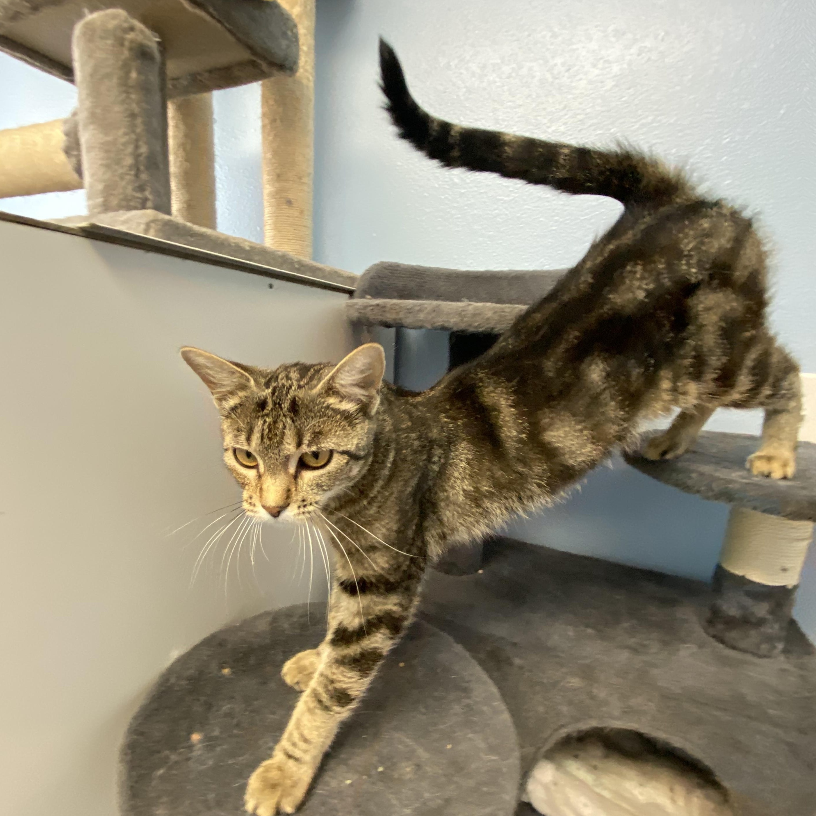 Coral, an adoptable Domestic Short Hair in Choteau, MT, 59422 | Photo Image 2