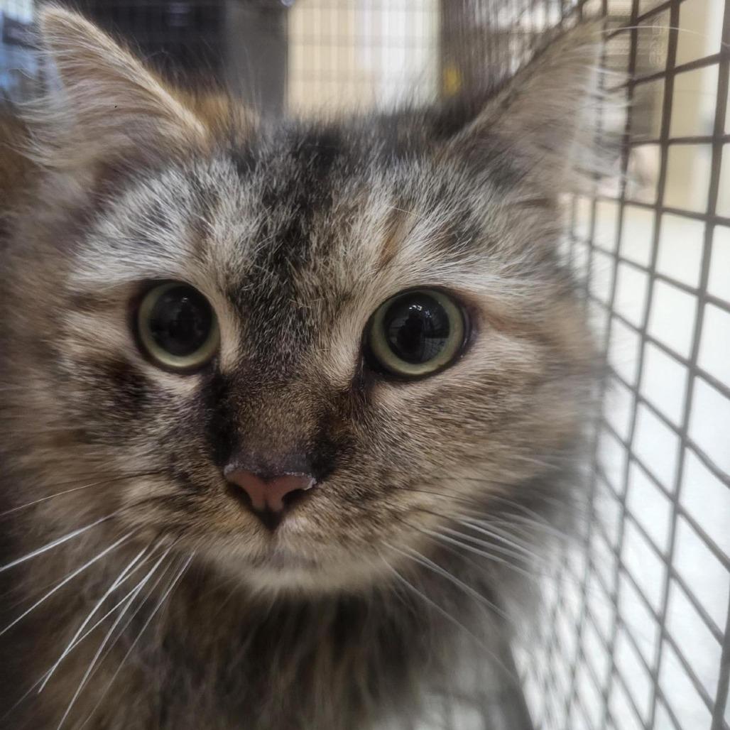 Pringle (Lego 19), Adoptable, Adult Female Domestic Medium Hair.