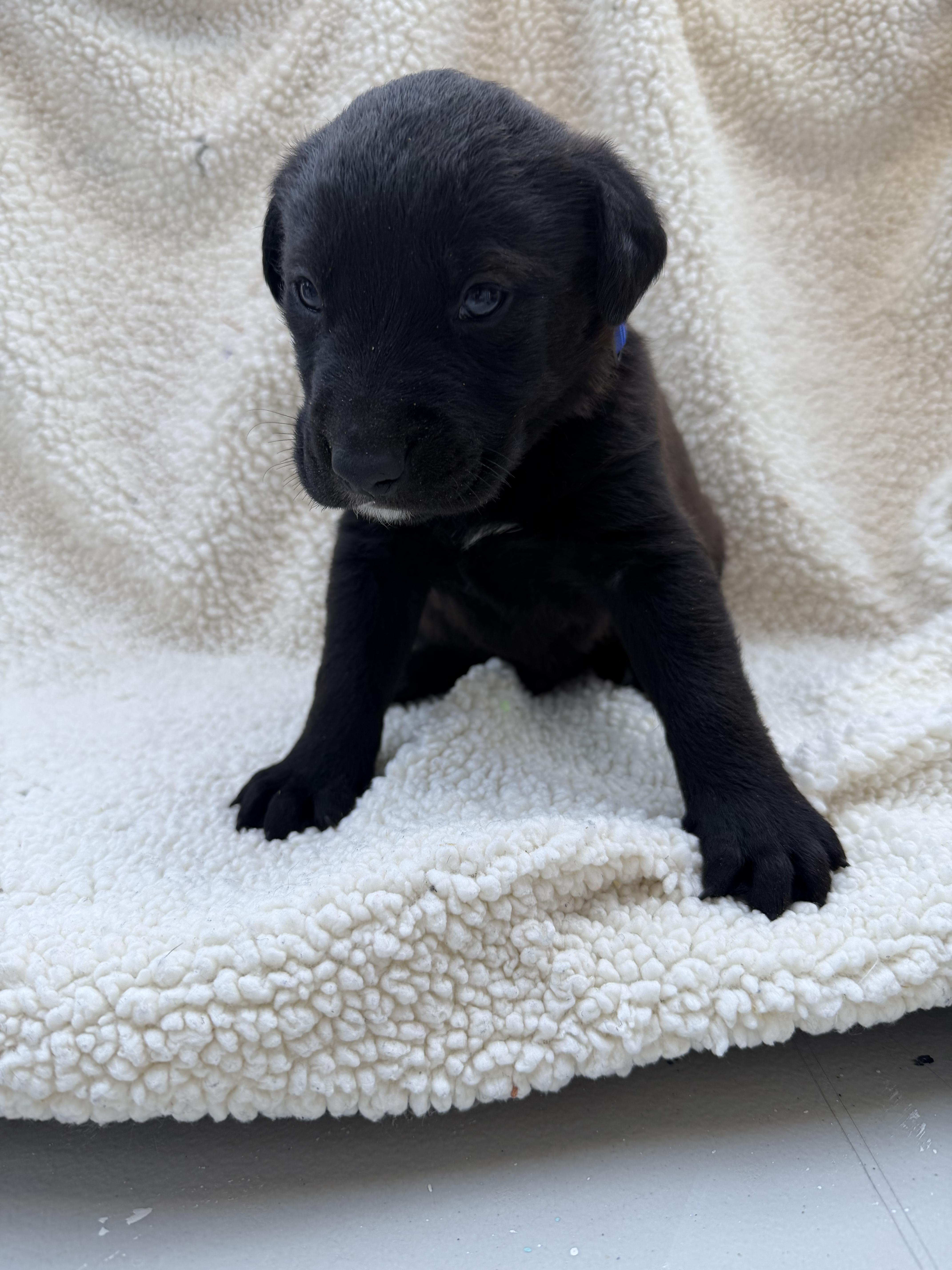 Enlarge FUDGE, a Adoptable mixed breed in Discovery Bay, CA image 1/2