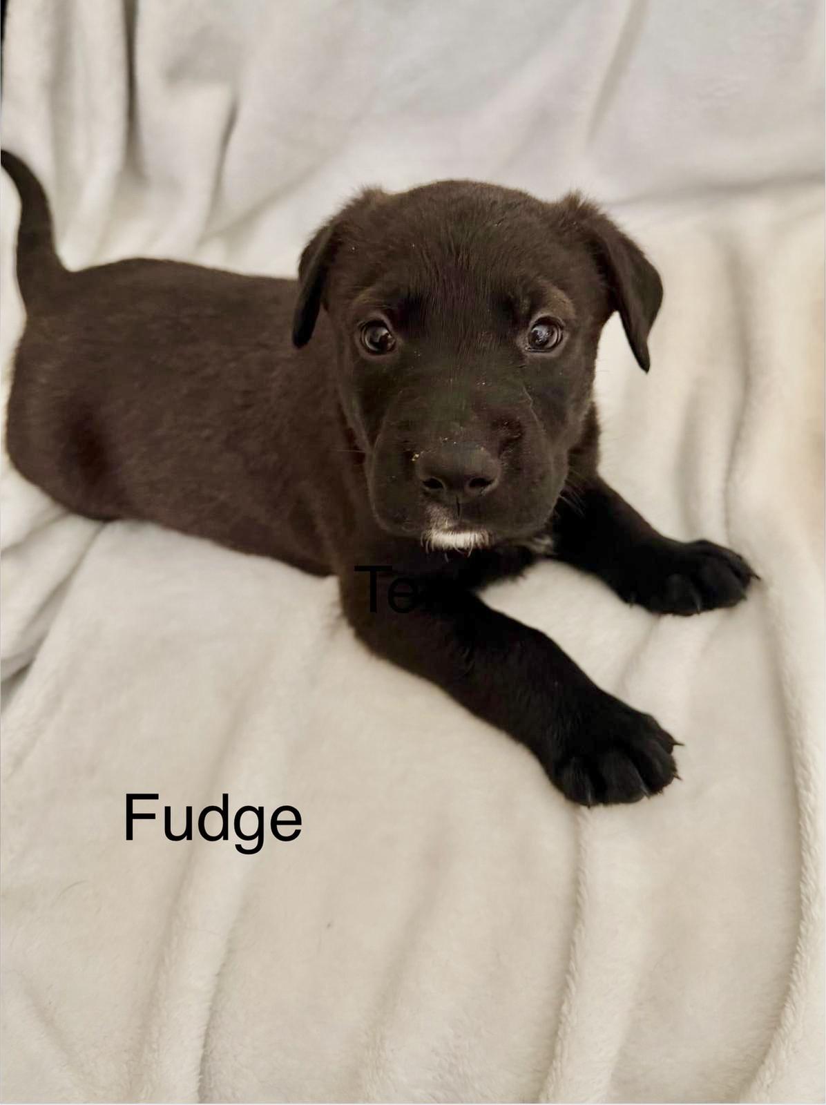 Enlarge FUDGE, a Adoptable mixed breed in Discovery Bay, CA image 2/2