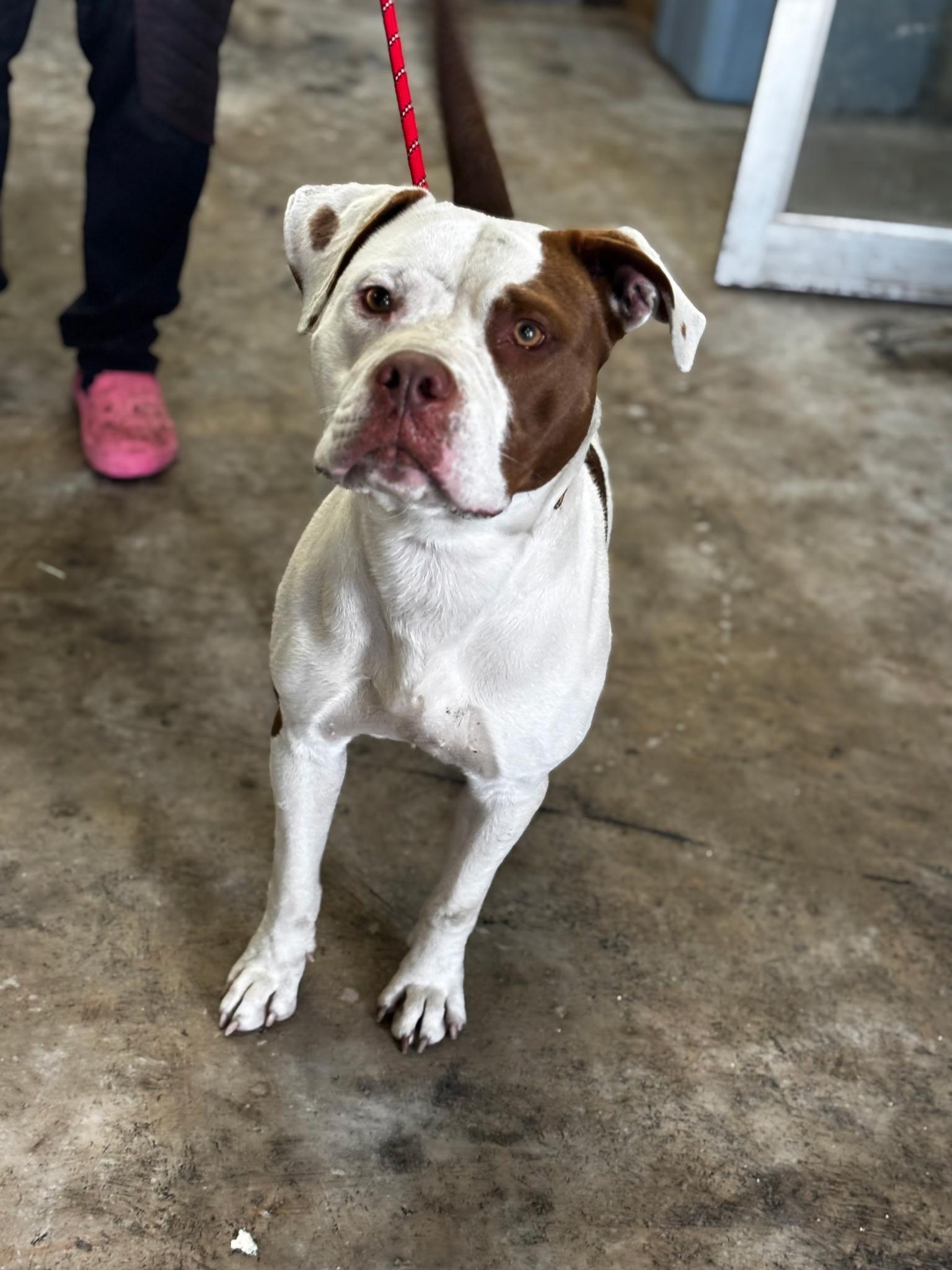 Dayton , ADOPTABLE, Adult Male Mixed Breed.