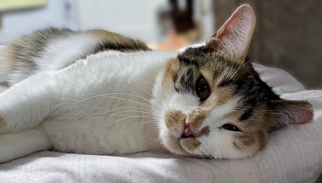 Ambrosia , ADOPTABLE, Young Female Domestic Short Hair.