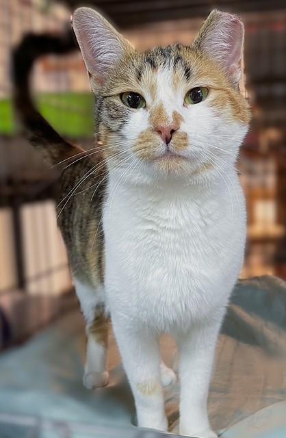 Enlarge Ambrosia , a ADOPTABLE Domestic Short Hair in Pottstown, PA image 3/3