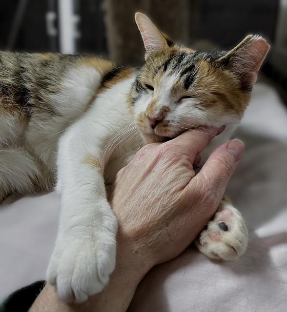 Enlarge Ambrosia , a ADOPTABLE Domestic Short Hair in Pottstown, PA image 2/3