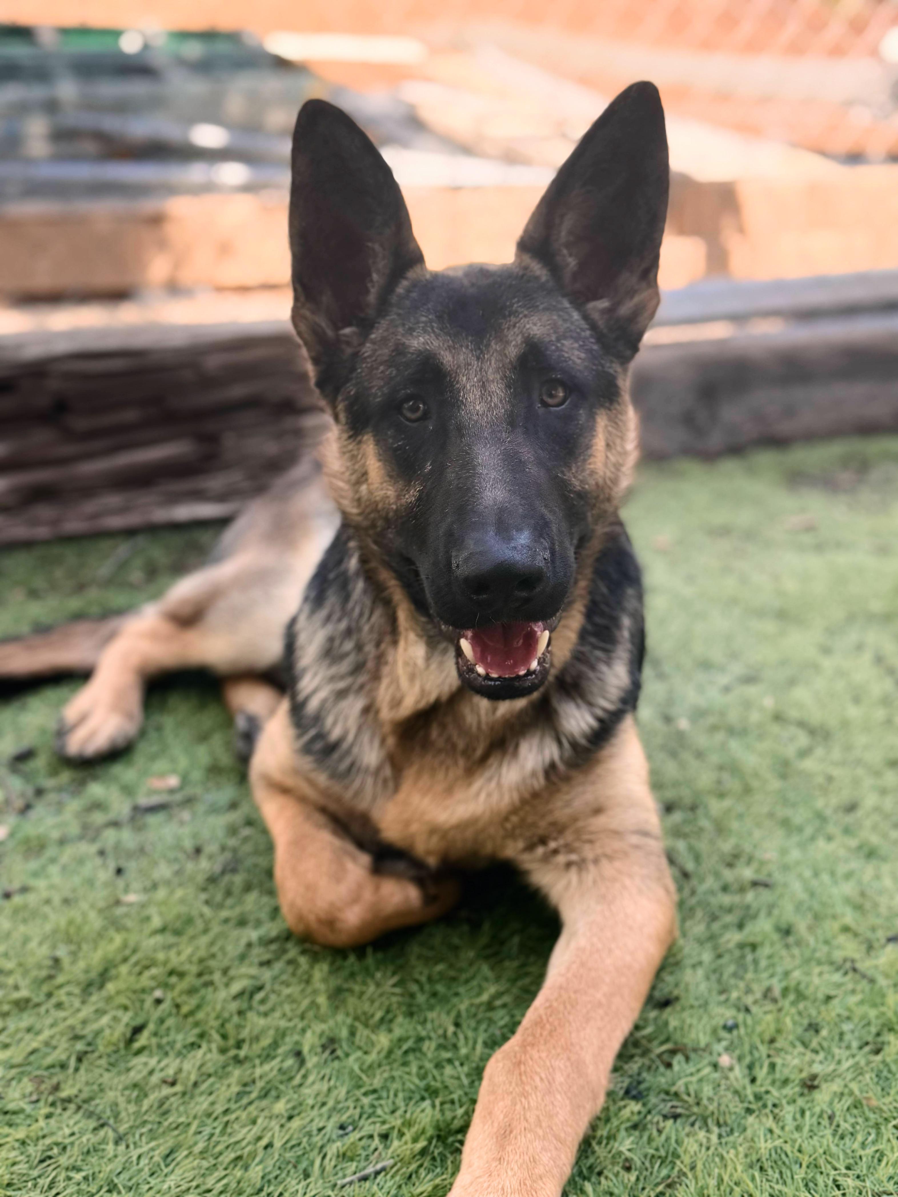 Enlarge Anthony, a Adoptable German Shepherd Dog image 1/3